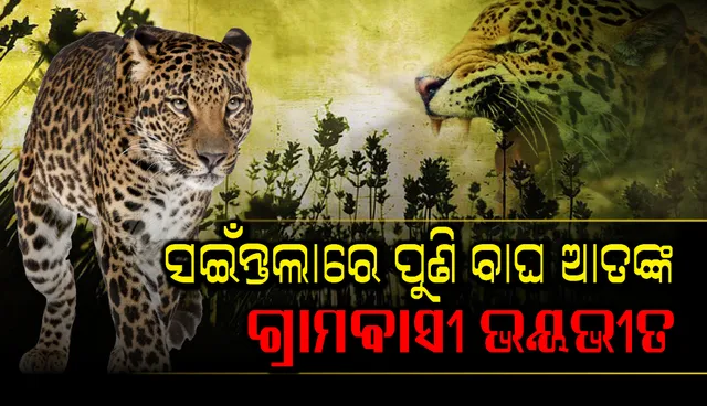 ବଲାଙ୍ଗୀର ଜିଲ୍ଲା ସଇଁନ୍ତଲା ନିକଟ ଗୋଳାବାରୁଦ କାରଖାନା ଅଞ୍ଚଳରେ ପୁଣି ବାଘ ଆତଙ୍କ