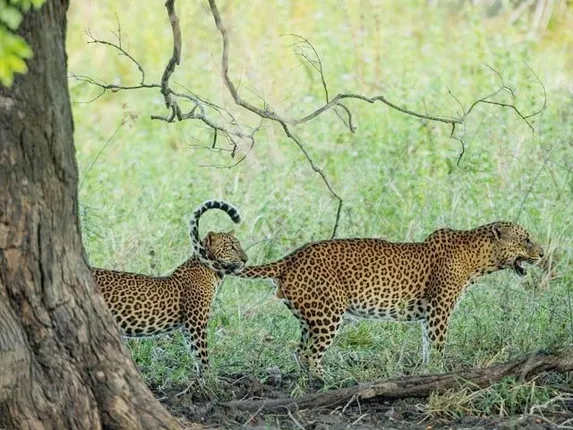 ନୂଆପଡ଼ାରେ କଲରାପତ୍ରିଆ ପୁଣି ମାରିଲା ଛେଳି ଓ ବାଛୁରୀ