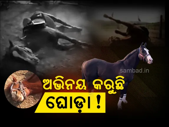 କାମ ନକରିବାକୁ ଚତୁର ଘୋଡ଼ାର ଅଜବ ବାହାନା; ପଶୁଟିଏ ବି କରିପାରେ ଏପରି ଅଭିନୟ! ଭିଡିଓ ଦେଖି ହସି ହସି ବେଦମ୍‌ ହୋଇଯିବେ