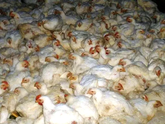 ଚେନ୍ନାଇ ନିକଟରେ ମିନିଟ୍ରକ୍‌ ଓଲଟି ୧୦୦୦ କୁକୁଡ଼ା ମୃତ