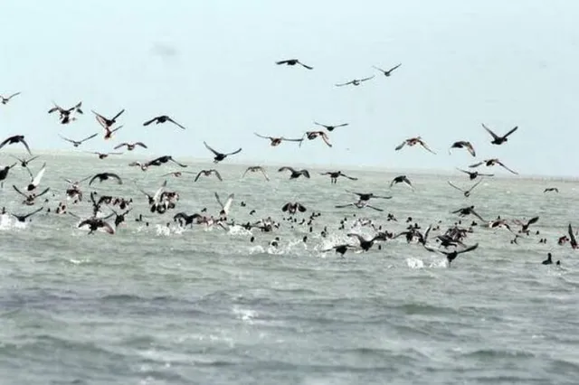 ଚିଲିକାରେ ପକ୍ଷୀ ଶିକାର : ୬୦ ଗୁଳିବିଦ୍ଧ ବିଦେଶୀ ପକ୍ଷୀ ଜବତ, ୨ ଗିରଫ