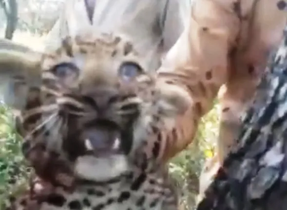 ଚାରି ଗ୍ରାମବାସୀ କଲରାପତରିଆ ଛୁଆକୁ ନିର୍ଯାତନା ଦେବାର ଭିଡିଓ ଭାଇରାଲ୍‌