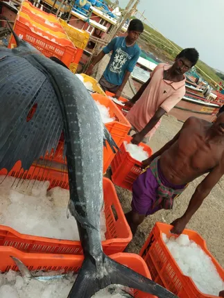 ଧାମରା ମୁହାଣରୁ ଧରା ହେଲା ସବୁଠୁ ଦ୍ରୁତଗାମୀ ମାଛ ମାର୍ଲିନ