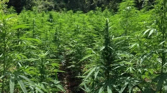 ଗ˚ଜେଇ ପାଇଁ ଭଡ଼ାରେ ଆଦିବାସୀଙ୍କ ଜମି : ପଢ଼ା ଖର୍ଚ୍ଚ ପାଇଁ ଚୋରାଚାଲାଣରେ ଛାତ୍ର, ୩ ବର୍ଷ ମଧ୍ୟରେ ୧୨ ଗିରଫ