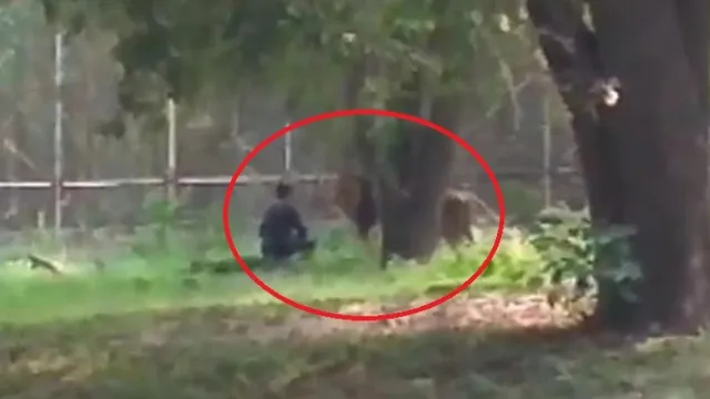 ଏନ୍‌କ୍ଲୋଜର ଭିତରେ ପଶି ସିଂହ ସହ ଭାବର ଆଦାନ ପ୍ରଦାନ କଲେ ଯୁବକ, ସୋସିଆଲ ମିଡିଆରେ ଛାଇଲା ଭିଡିଓ