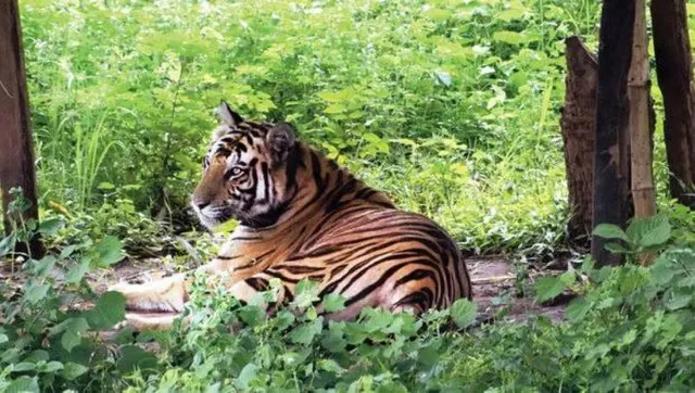 ଅସ୍ତ୍ରାଗାରରେ ଅଭୟାରଣ୍ୟ ବନ୍ଧୁକ! ଶିକାରୀଙ୍କ ଉପଦ୍ରବରୁ ସାତକୋଶିଆ ମୁକୁଳିବ କେମିତି?