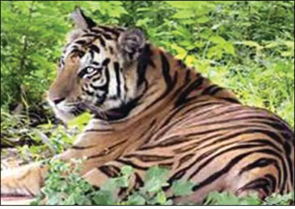 ଦିଲ୍ଲୀରୁ ଆସୁଛନ୍ତି ତିନିଜଣିଆ ଟିମ୍‌: ସାତକୋଶିଆର ବାଘୁଣୀ ‘ସୁନ୍ଦରୀ’ ପାଇଁ ନୂଆ ଆଶା