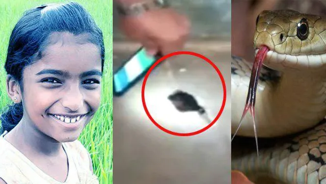 କେରଳ ସରକାରଙ୍କ କଡ଼ା ପଦକ୍ଷେପ: ସ୍କୁଲରେ ଛାତ୍ରୀଙ୍କୁ ସାପ କାମୁଡ଼ିବା ପରେ ନିଲମ୍ବିତ ହେଲେ ପ୍ରଧାନ ଶିକ୍ଷକ, ଭଙ୍ଗା ହେଲା ଅଭିଭାବକ ସଂଘ