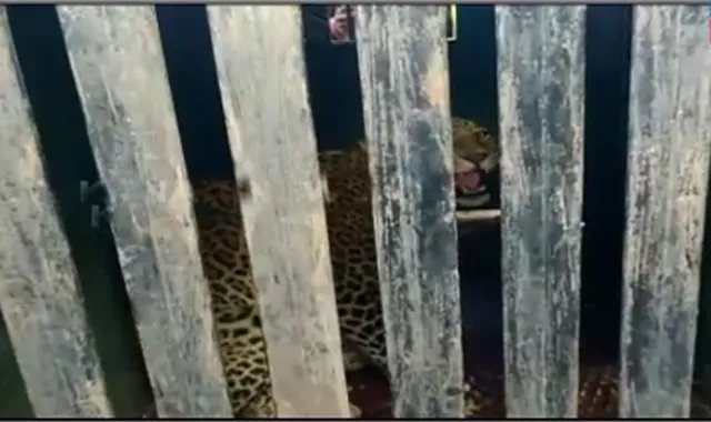 କୁକୁଡା ଖାଇବାକୁ ଆସି ଫସିଗଲା ଚିତାବାଘ, ଯନ୍ତାରେ ପଡ଼ିଲା