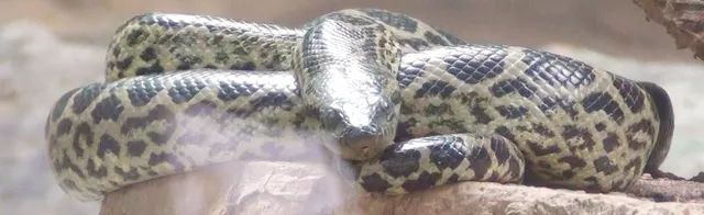 ନନ୍ଦନକାନନରେ ଆନାକୋଣ୍ତା ମୃତ