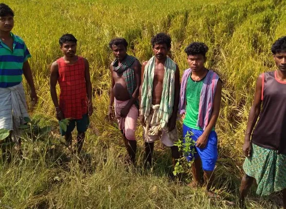 ବନ ବିଭାଗର ବୋଲ ମାନୁନାହାନ୍ତି ହାତୀ, ପାଚିଲା ଧାନର ବାସ୍ନାରେ ହାତୀ ମତୁଆଲା