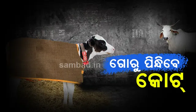 ଅଯୋଧ୍ୟା ଆଶ୍ରୟସ୍ଥଳୀରେ ଥିବା ଗୋରୁମାନେ କୋଟ୍‌ ପିନ୍ଧିବେ