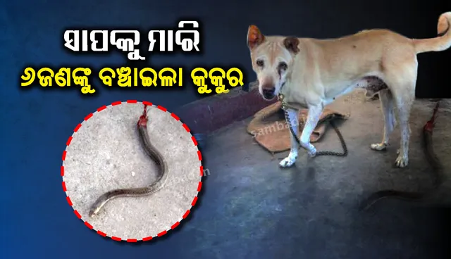 କୋରାପୁଟରେ ମାଲିକଙ୍କ ଋଣ ଶୁଝିଲା ପୋଷା କୁକୁର, ବିଷାକ୍ତ ନାଗସାପ ସହ ଲଢ଼ି ପରିବାରର ୬ ସଦସ୍ୟଙ୍କୁ ରକ୍ଷା କଲା