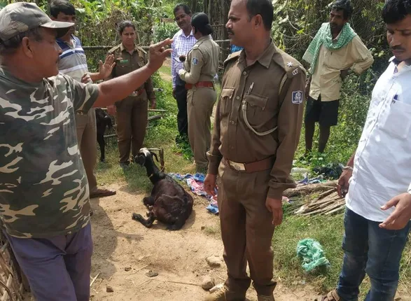 ଜଗନ୍ନାଥ ପ୍ରସାଦ ବନାଞ୍ଚଳରେ ବାଘ ଆତଙ୍କ ! ୨ ଛେଳି ମୃତ, ଗୋଟିଏ ଗୁରୁତର, ୪ ନିଖୋଜ