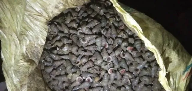 ଔଷଧ ପାଇଁ ଓଡିଶାରୁ ଯାଉଥିଲା ଲକ୍ଷାଧିକ ଟଙ୍କାର ସାମୁଦ୍ରିକ ଗେଣ୍ଡା, ଧରିଲା ପୁଲିସ