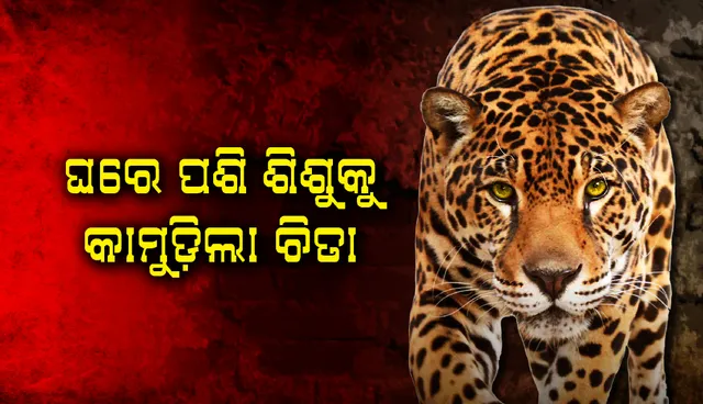 ଘରେ ପଶି ୫ବର୍ଷିଅ ଶିଶୁକୁ ଆକ୍ରମଣ କଲା ଚିତାବାଘ