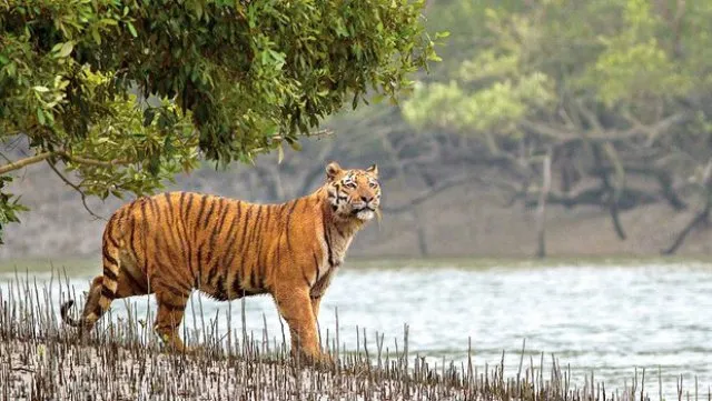 ବାଘଙ୍କ ମାରାଥନ ଚାଲି