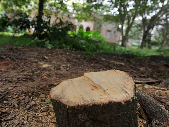 ଜିଲ୍ଲା କୋର୍ଟର ଜଜ ଘରେ ଶୋଇଥିବା ବେଳେ ବଗିଚାରୁ ଚୋର କାଟି ନେଇଗଲେ ଚନ୍ଦନ ଗଛ