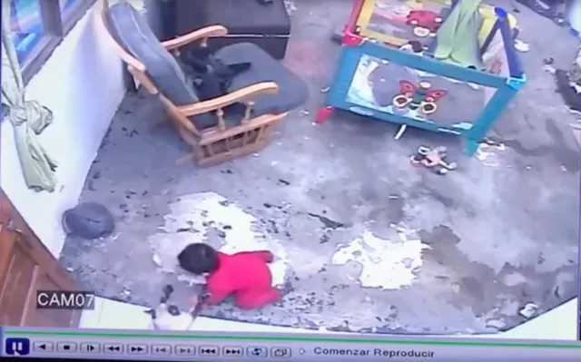 ଶିଡ଼ିରୁ ଖସି ପଡ଼ି ଥାଆନ୍ତା ବର୍ଷକ ଶିଶୁ, ଏପରି ଜୀବନ ବଞ୍ଚାଇଲା ବିଲେଇ