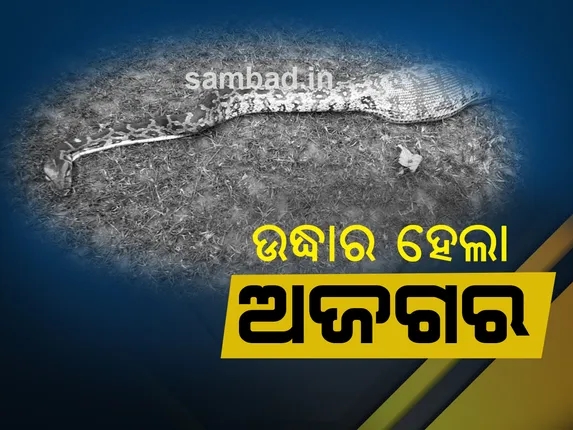 ନୂଆପଡ଼ା: ଛେଳିକୁ ଖାଇଥିବା ବିଶାଳ ଅଜଗର ସାପ ଉଦ୍ଧାର, ଜଙ୍ଗଲରେ ଛାଡ଼ି ଦେଲେ ଲୋକେ; ଦେଖନ୍ତୁ ଭିଡିଓ