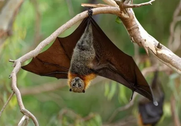 ମଣିଷର ବନ୍ଧୁକୁ ଏବେ ମଣିଷ ଭୟ : କନ୍ଧମାଳରୁ ଲୋପ ପାଇଯିବ ବାଦୁଡ଼ି ବଂଶ!