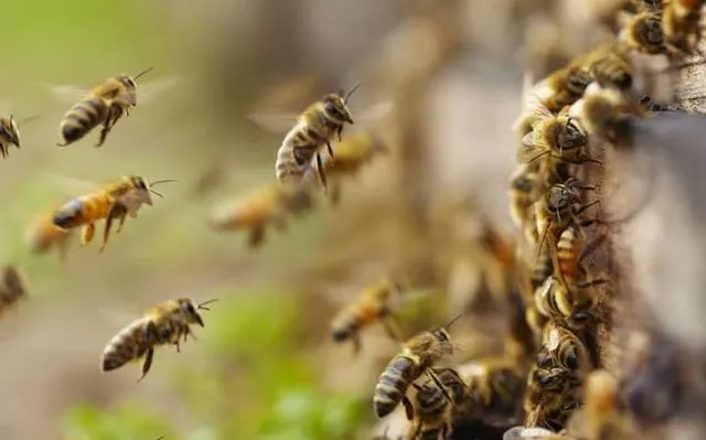 କାଳ ହେଲା ମହୁ ସଂଗ୍ରହ : ମହୁମାଛି ଆକ୍ରମଣରେ ଯୁବକ ମୃତ, ୨ ଗୁରୁତର