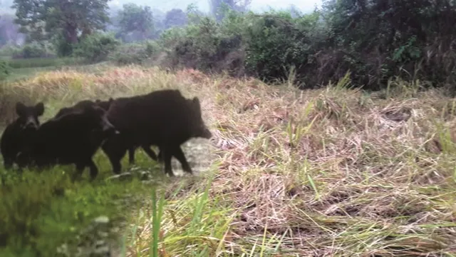 ବୋଲଗଡ଼ରେ ବାର୍‌ହା ଉପଦ୍ରବ ଯୋଗୁଁ ବ୍ୟାପକ ଫସଲ ନଷ୍ଟ, ଚିନ୍ତାରେ ଚାଷୀ