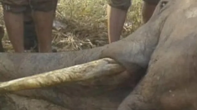 ମଲାଗୁଣୀ ନଦୀକୂଳରେ ଦନ୍ତାହାତୀର ସନ୍ଦେହଜନକ ମୃତ୍ୟୁ