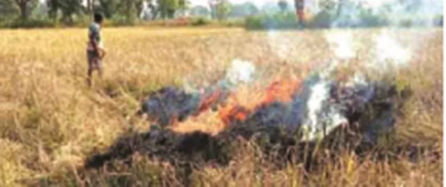 ଚକଡ଼ା ପୋକ ଯୋଗୁଁ ଉଜୁଡ଼ି ଗଲା ଚାଷ, ଜମିରେ ନିଆଁ ଲଗାଇଲେ ଚାଷୀ