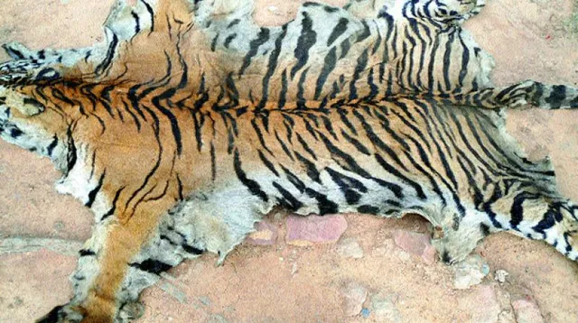 ୪ ଚୋରା ହାତୀଦାନ୍ତ ଓ ବାଘ ଛାଲ ବ୍ୟବସାୟୀ ଗିରଫ