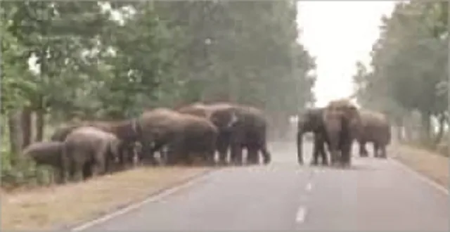 କରଞ୍ଜିଆ : ହାତୀ ପାଇଁ ସ୍କୁଲ ଛୁଟି