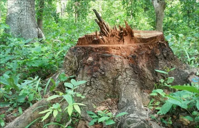 ଉଜୁଡ଼ୁଛି ବଳରାମ ସଂରକ୍ଷିତ ଜଙ୍ଗଲ : କାଠ ମାଫିଆଙ୍କ ଉତ୍ପାତ ଯୋଗୁଁ ହଜି ଗଲାଣି ଶହ ଶହ ସଂଖ୍ୟାରେ ଗଛ