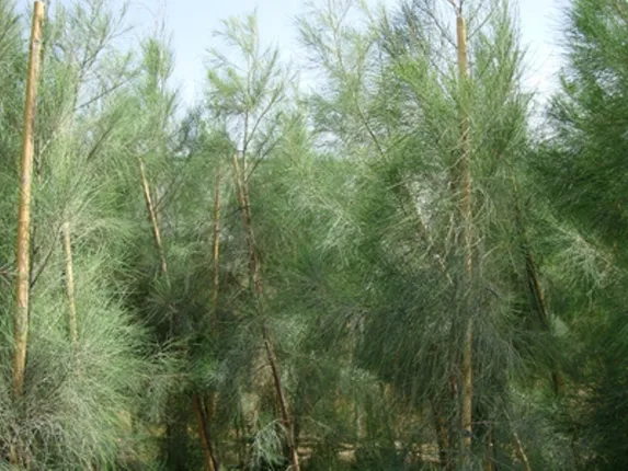 ଝାଉଁବଣରେ କଲେଜ ଛାତ୍ରୀଙ୍କୁ ଗଣଦୁଷ୍କର୍ମ : ଜଣକୁ ଧରିଲେ ଗ୍ରାମବାସୀ, ୩ ଫେରାର୍‌