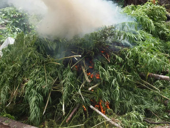 ରାୟଗଡ଼ା : ୪ କୋଟି ଟଙ୍କାର ଗଞ୍ଜେଇ ଗଛ ସଫା