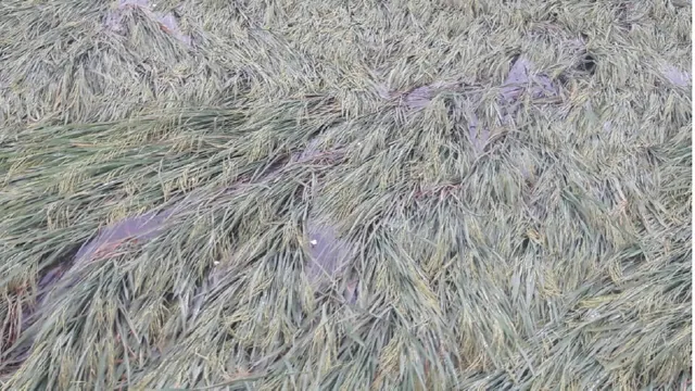 ବାତ୍ୟା ବୁଲ୍‌ବୁଲ୍‌ ପ୍ରଭାବରେ ବିଲରେ ଶୋଇଲା ପାଚିଲା ଧାନ