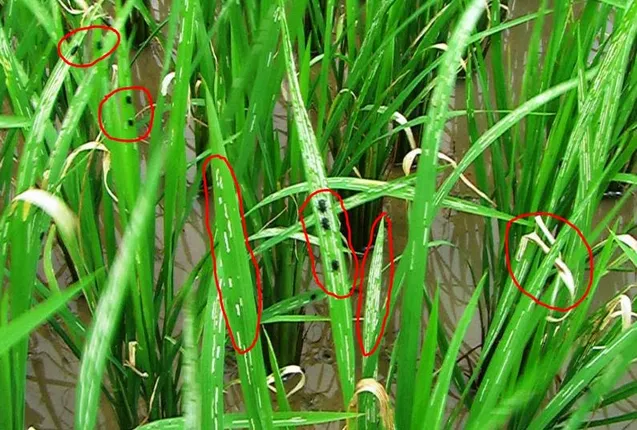 ମାଡ଼ୁଛି ଚକଡ଼ା : ଧାନ ଗଛ ଧରି ଜିଲ୍ଲାପାଳଙ୍କ ଦ୍ବାରସ୍ଥ ହେଲେ ଚାଷୀ