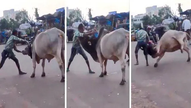 ଲଢ଼େଇ କରି ରାସ୍ତାରେ ଷଣ୍ଢକୁ ଉଠାଇ କଚାଡି ଦେଲେ ଯୁବକ