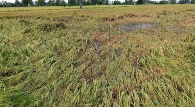 ସ୍ଥିତି ସମୀକ୍ଷା କଲେ କେନ୍ଦ୍ରାଞ୍ଚଳ ଆରଡିସି, ଭଦ୍ରକରେ ୬୧ ହଜାର ହେକ୍ଟର ଚାଷଜମି କ୍ଷତିଗ୍ରସ୍ତ