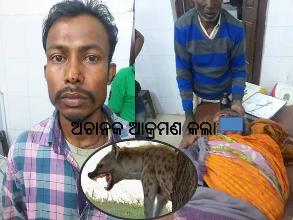 ଘର ବାହାରେ ବସିଥିବା ବେଳେ ଆକ୍ରମଣ କଲା ହେଟ୍ଟାବାଘ, ୨ ଗୁରୁତର