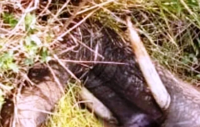 ଜନ୍ତୁ ଶିକାର ପାଇଁ ବିଛାଯାଇଥିବା ବିଜୁଳି ପ୍ରବାହିତ ତାରରେ ବାଜି ଦନ୍ତାହାତୀ ମୃତ