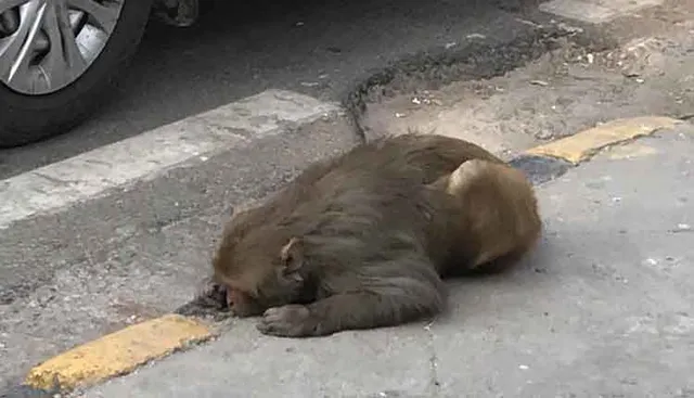 ରାସ୍ତାପାର୍ଶ୍ୱରେ ପଡ଼ିଥିବା ଅସୁସ୍ଥ ମାଙ୍କଡ଼ର ଚିକିତ୍ସା ପାଇଁ ଗାଡ଼ି ପଠାଇଲେ ମେନକା ଗାନ୍ଧି