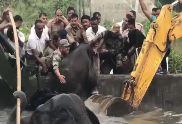 ପାଣି ପିଇବାକୁ ଆସି ପାଣି ଟାଙ୍କିରେ ଖସି ପଡ଼ିଲେ ମା’ ଓ ଛୁଆ ହାତୀ, ଏଭଳି ବଞ୍ଚାଇଲେ ସେନା ଓ ବନ ବିଭାଗ କର୍ମଚାରୀ