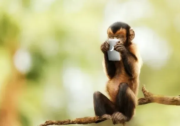 ମାଙ୍କଡ଼ କଲା ଅନଲାଇନ୍ ସପିଂ ! ମାଲିକାଣୀ ଯିବା ପରେ ଏଭଳି ଜିନିଷ ଅର୍ଡର କଲା ମାଙ୍କଡ଼, ଦେଖନ୍ତୁ ସେ ସମୟର ଦୃଶ୍ୟ