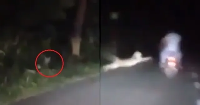 ଜଙ୍ଗଲ ରାସ୍ତାରେ ଯାଉଥିବା ସମୟରେ ହଠାତ୍ ଦୁଇ ବାଇକ୍ ଆରୋହୀଙ୍କ ଉପରକୁ ଡ଼େଇଁଲା ଚିତାବାଘ, ଭାଇରାଲ ଭିଡିଓରେ ଦେଖନ୍ତୁ ତା’ପରର ଦୃଶ୍ୟ...