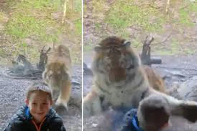 ଶିଶୁକୁ ଆକ୍ରମଣ କରିବାକୁ ଧାଇଁ ଆସିଲା ବାଘ, ଆଉ ତା’ପରେ... ଭିଡିଓ ହେଲା ଭାଇରାଲ...