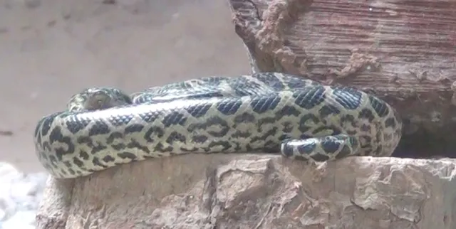 ନନ୍ଦନକାନନରେ ଆଉ ଏକ ଆନାକୋଣ୍ତାର ମୃତ୍ୟୁ : ସଂକ୍ରମଣରେ ୩ ଦିନରେ ୨ମୃତ, ୪ ଆକ୍ରାନ୍ତ