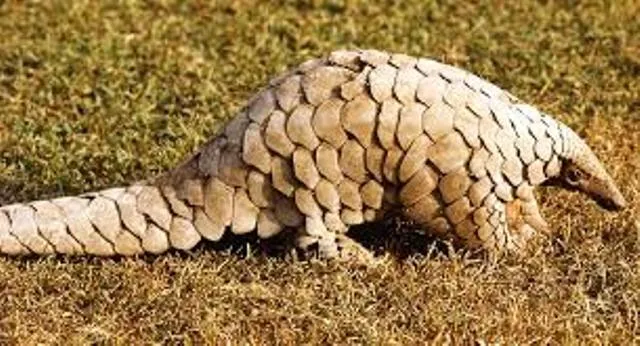 ବିକ୍ରି ପାଇଁ ମୁଲଚାଲ ବେଳେ ଜୀବନ୍ତ ବଜ୍ରକାପ୍ତା ଉଦ୍ଧାର: ୨ ଅଭିଯୁକ୍ତ ଗିରଫ, ଜଣେ ଫେରାର