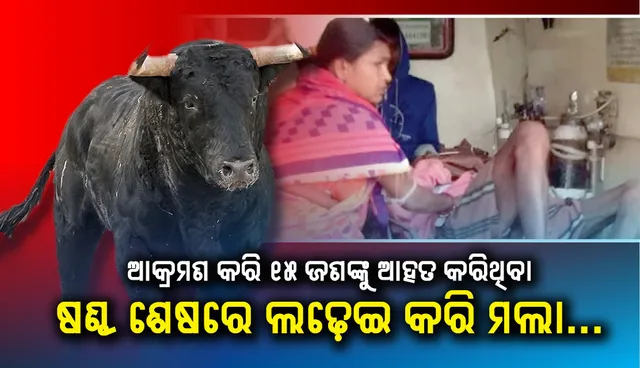 ଆକ୍ରମଣ କରି ୧୫ ଜଣଙ୍କୁ ଆହତ କରିଥିବା ଷଣ୍ଢ ଶେଷରେ ଲଢ଼େଇ କରି ମଲା...