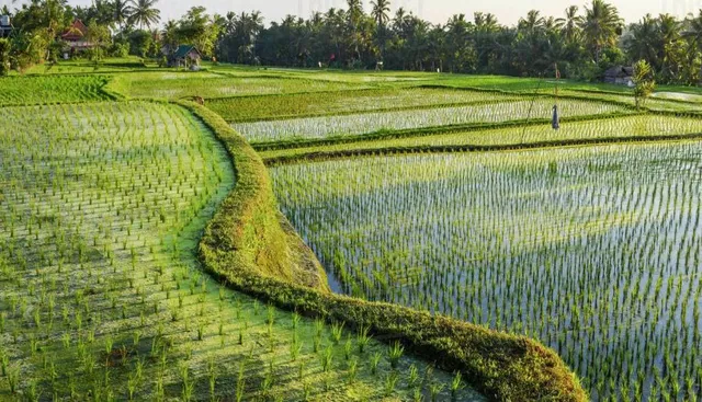 ଧାନ ବିଲରୁ ବୃଦ୍ଧାଙ୍କ ମୃତଦେହ ଉଦ୍ଧାର : ଅତ୍ୟାଧିକ ମଦ୍ୟପାନ ଯୋଗୁଁ  ମୃତ୍ୟୁ ସନ୍ଦେହ