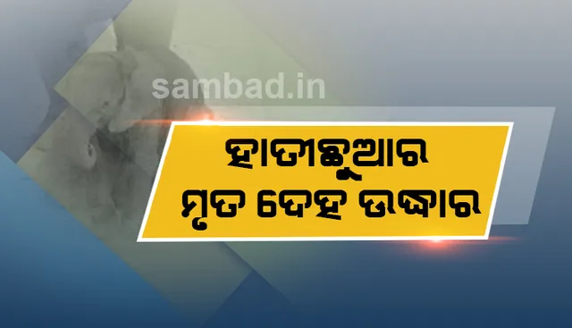 ହାତୀଛୁଆର ମୃତଦେହ ଉଦ୍ଧାର, ଦନ୍ତା ସହ ସଂଘର୍ଷରେ ମୃତ୍ୟୁ ସନ୍ଦେହ